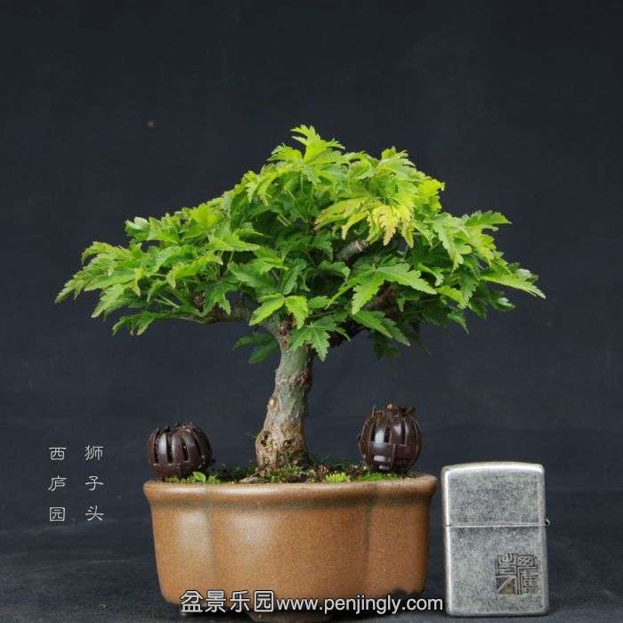 bonsai150410B10.jpg