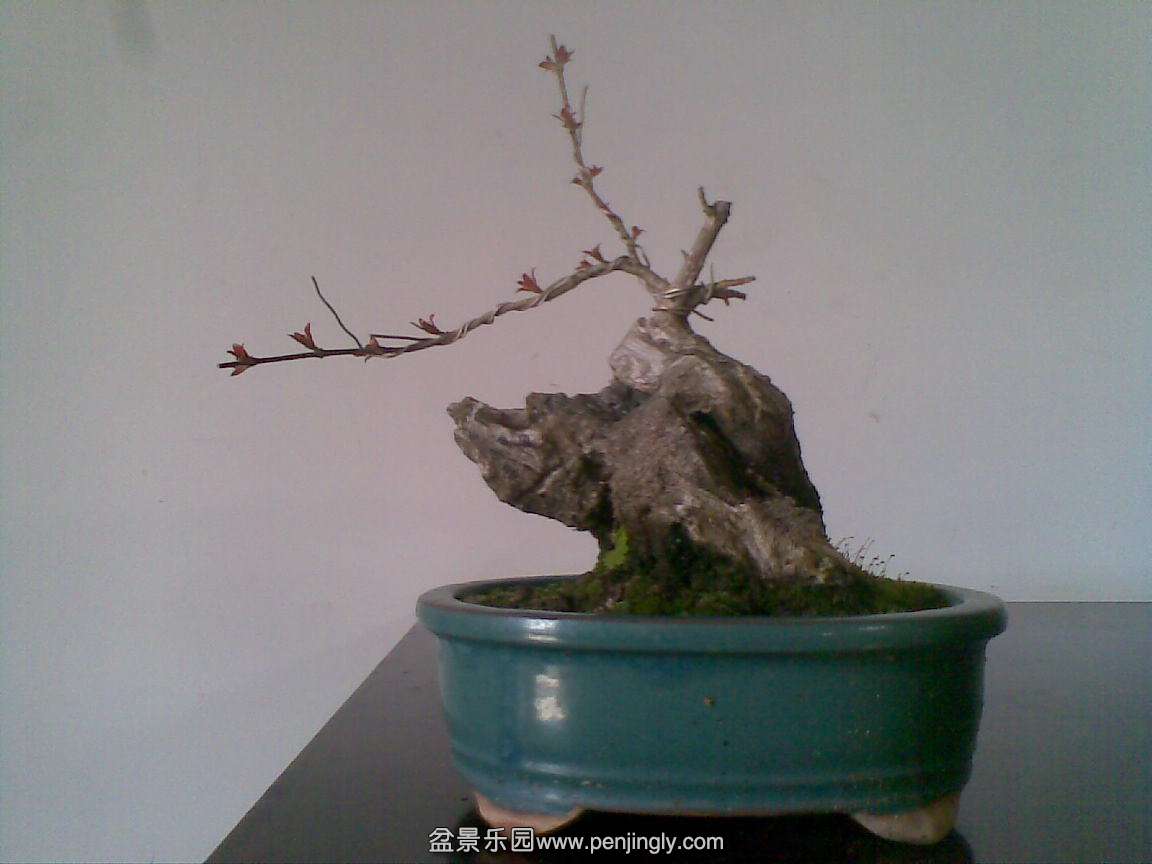 20150408(006).jpg