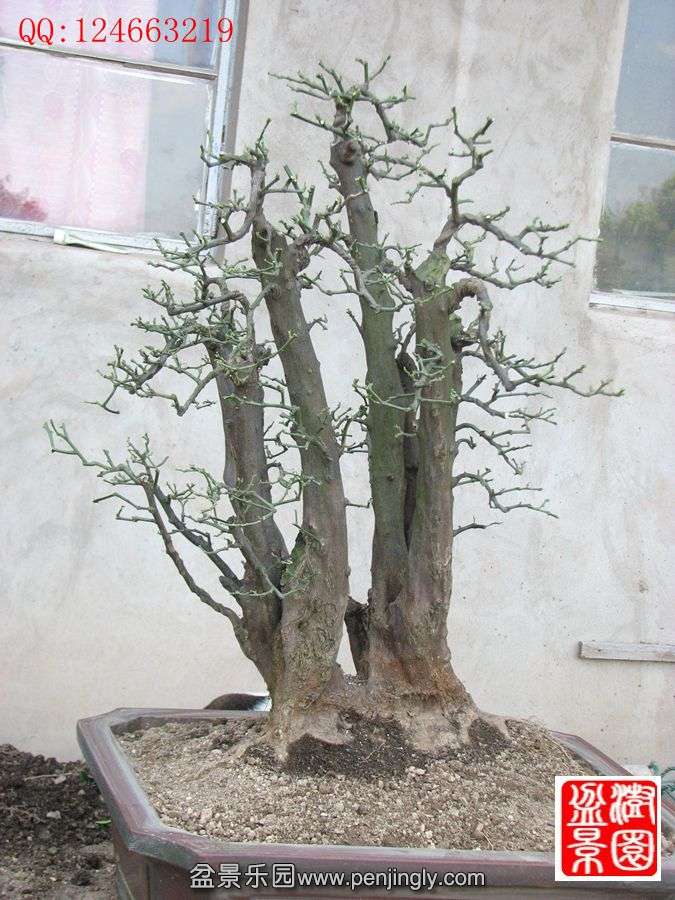 IMG_0413_.jpg