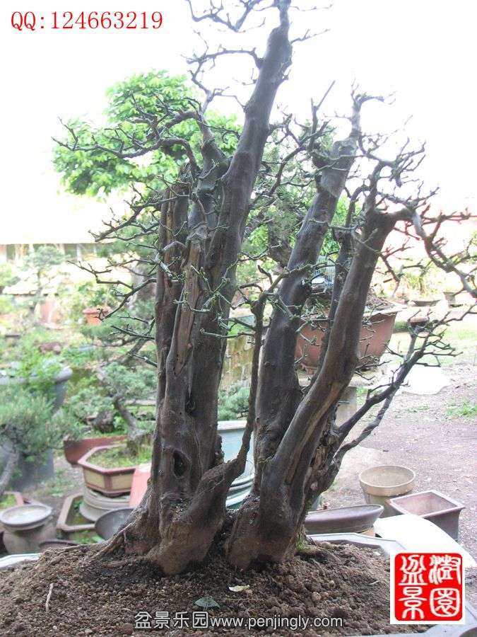 IMG_0414__.jpg