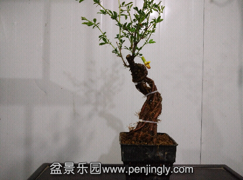 IMG_20150414_200318.jpg