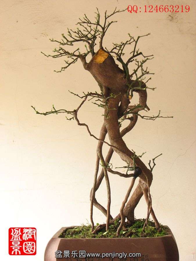 IMG_0462__.jpg