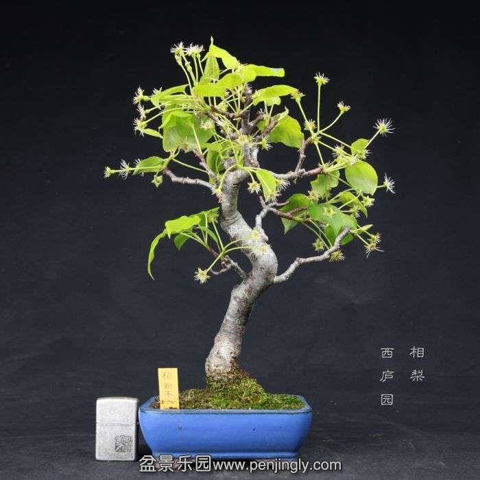 bonsai150415B03.jpg