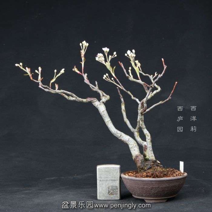 bonsai150415B07.jpg