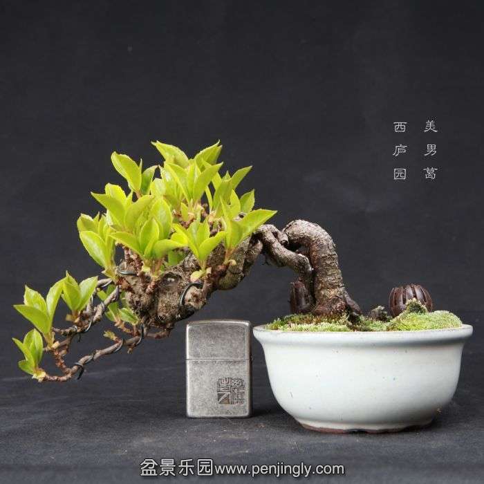 bonsai150415B12.jpg