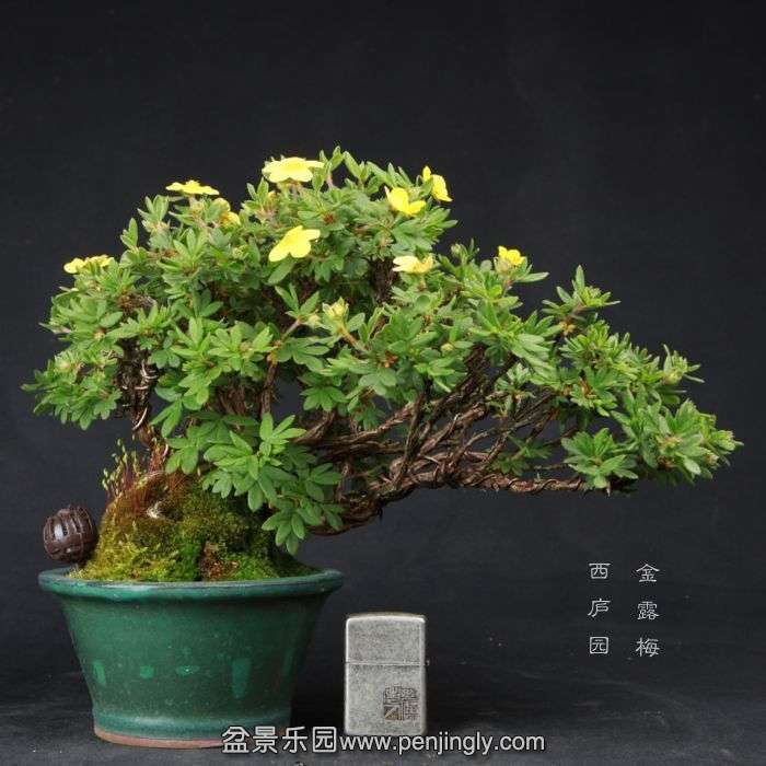 bonsai150415B13.jpg