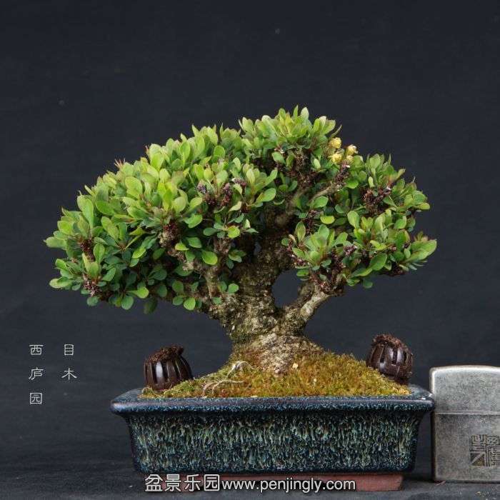 bonsai150415B19.jpg