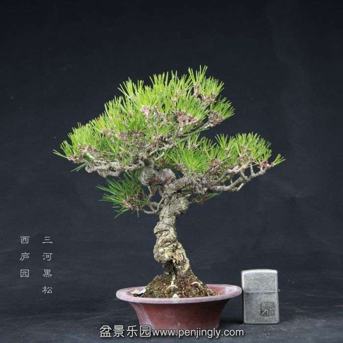 bonsai150415B22.jpg