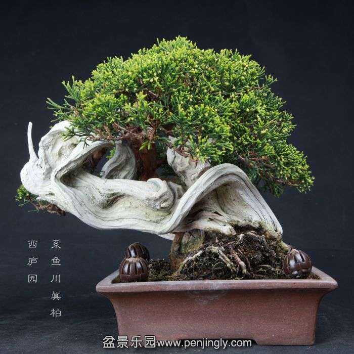 bonsai150415B29.jpg