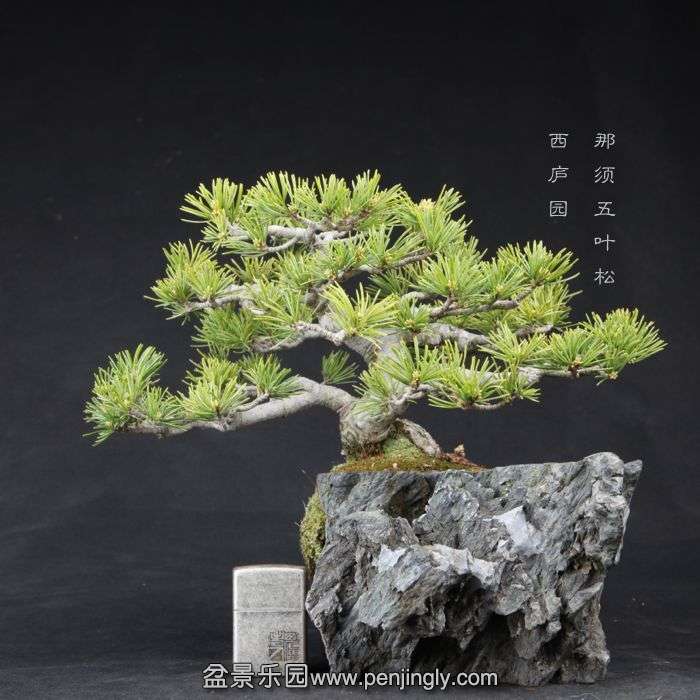 bonsai150415B34.jpg