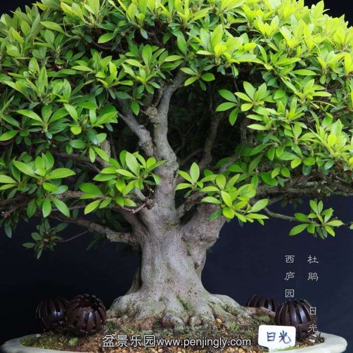 bonsai150415B46.jpg