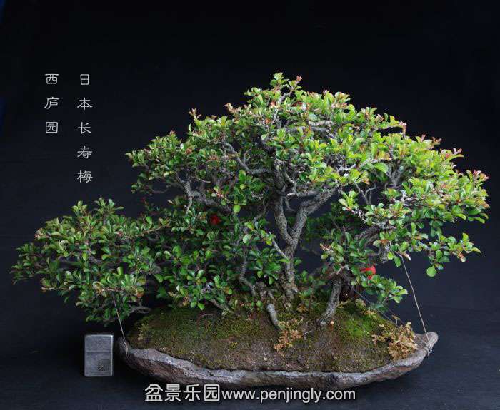 bonsai150415B49.jpg