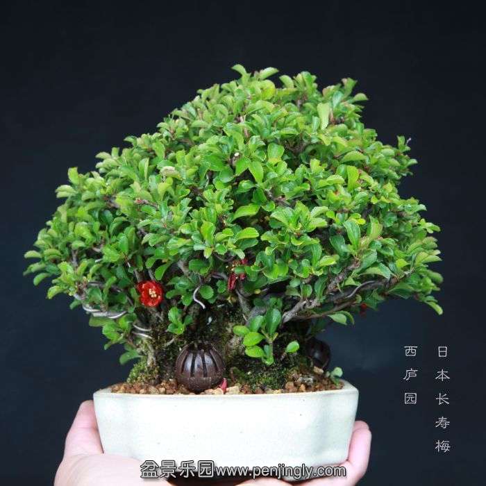 bonsai150415B54.jpg