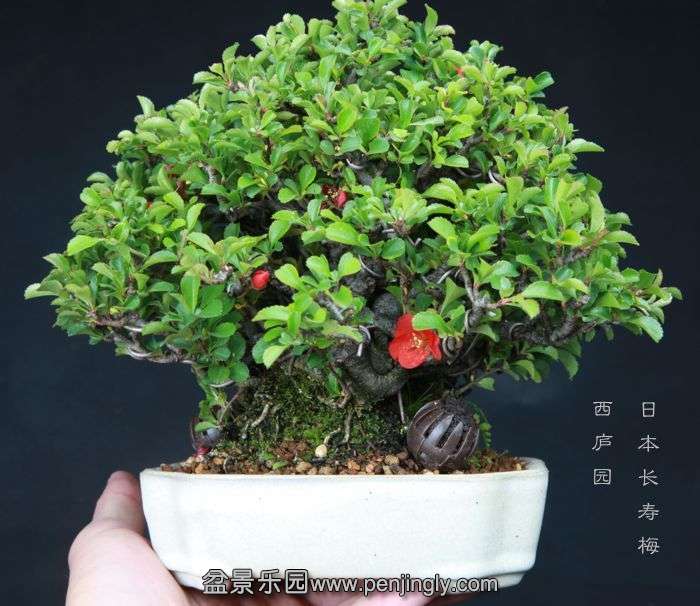 bonsai150415B55.jpg