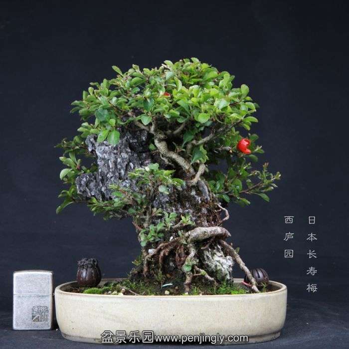 bonsai150415B56.jpg