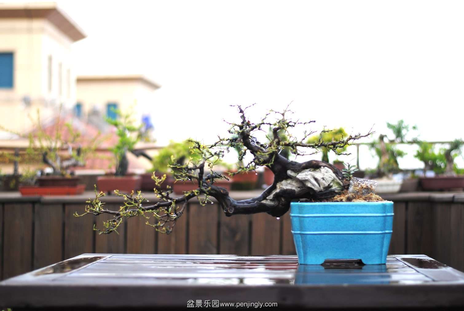 DSC_1164.JPG