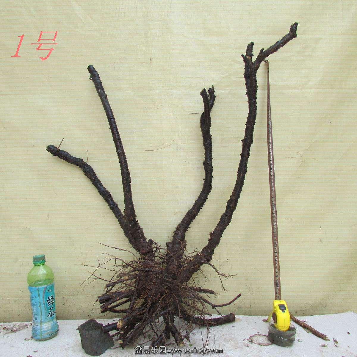 h 424.jpg