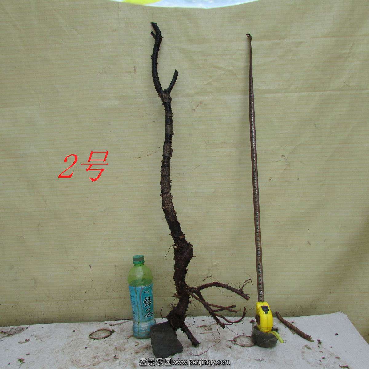 h 432.jpg