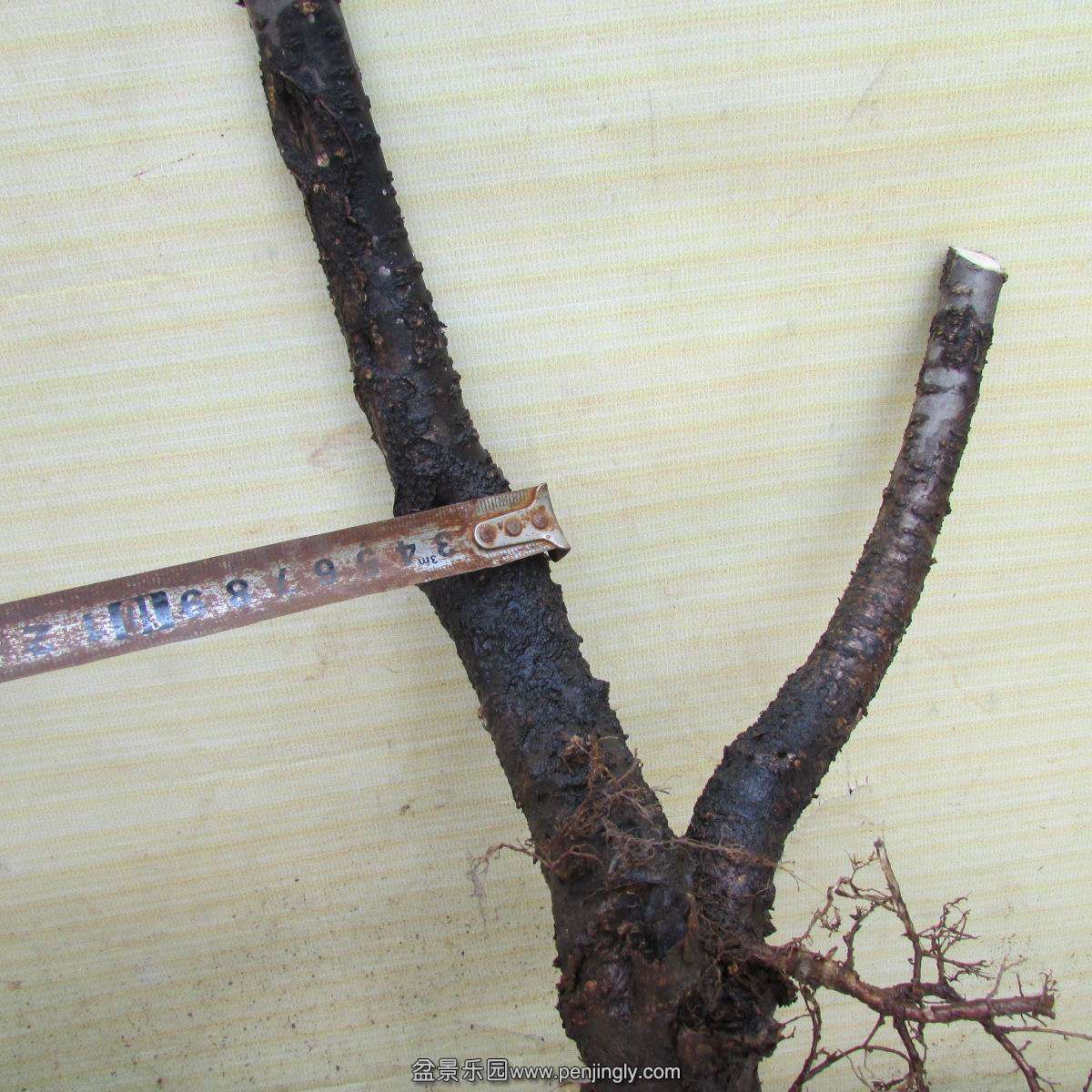 h 446.jpg