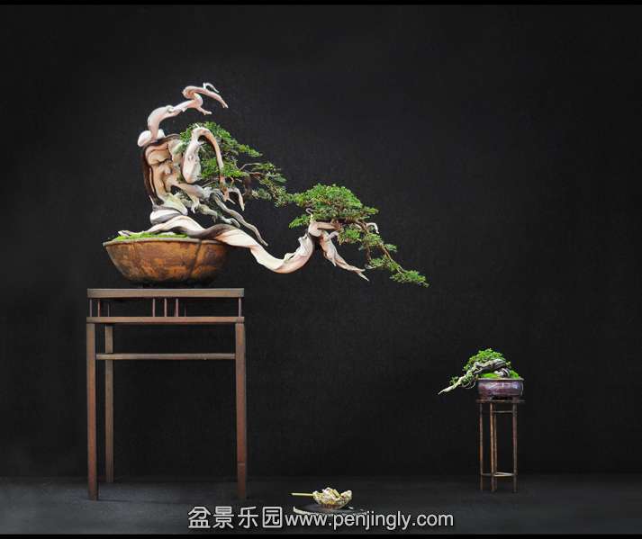 Juniperus-Sabina-Patrick-Cremers.jpg