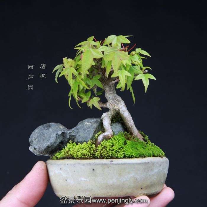 bonsai15042203.jpg