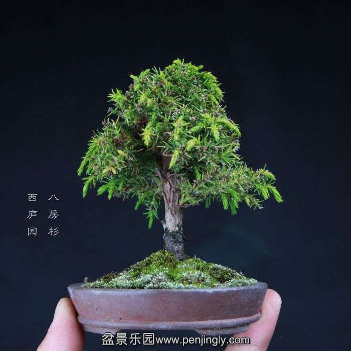 bonsai15042208.jpg