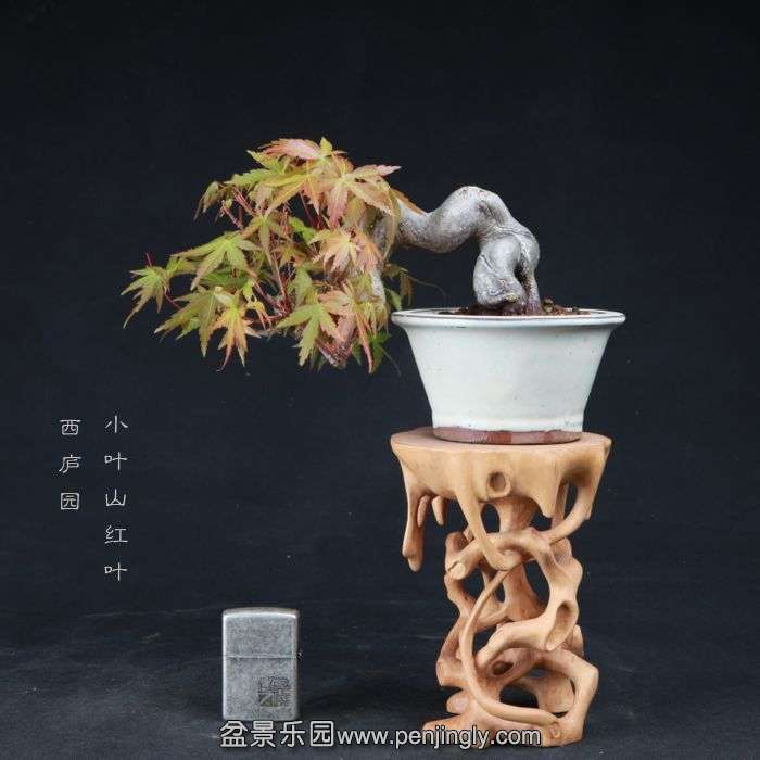 bonsai15042204.jpg