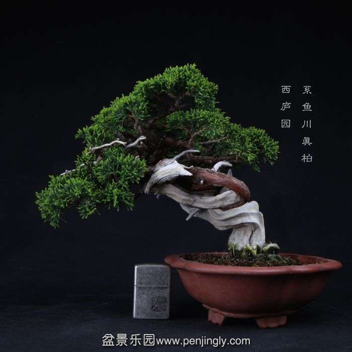 bonsai15042211.jpg