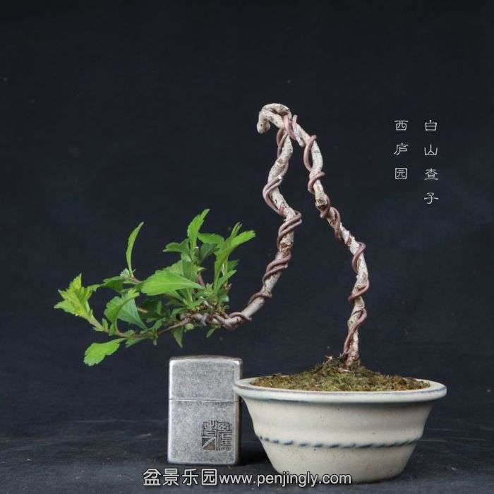 bonsai15042209.jpg