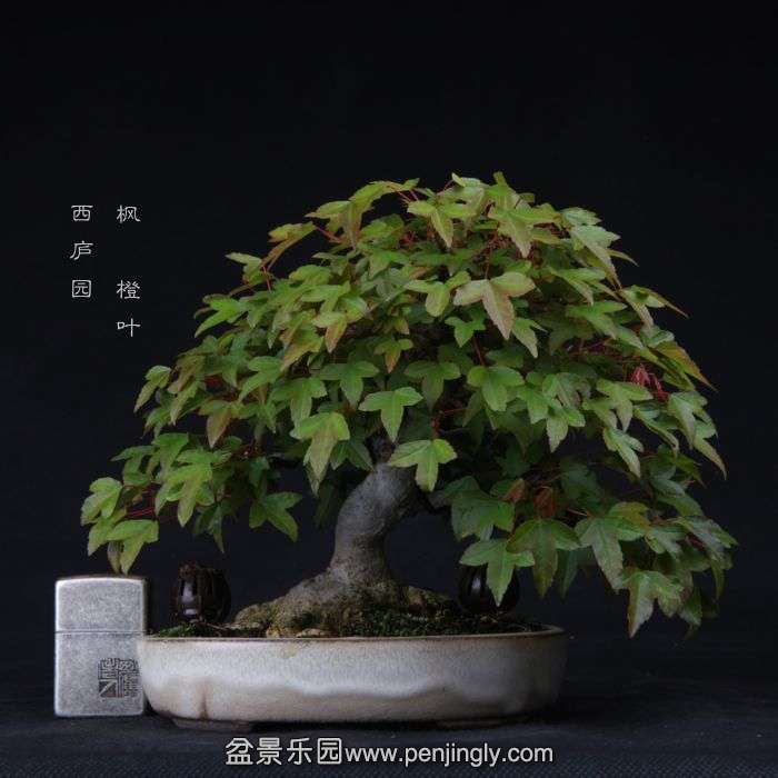 bonsai15042215.jpg