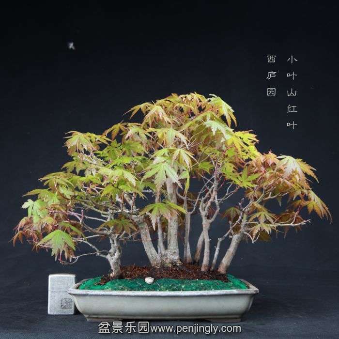 bonsai15042221.jpg