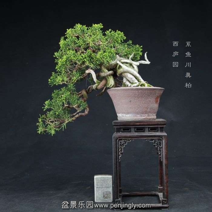 bonsai15042217.jpg