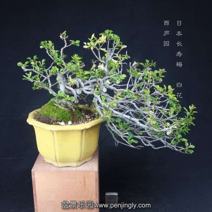 bonsai15042223.jpg