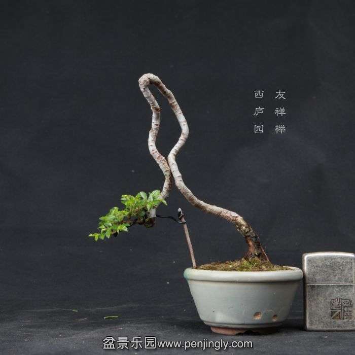 bonsai15042227.jpg