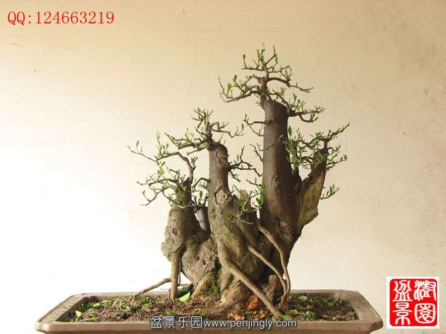 IMG_0562__.jpg