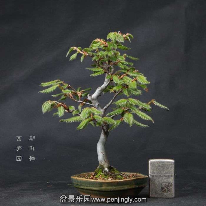 bonsai15042301.jpg