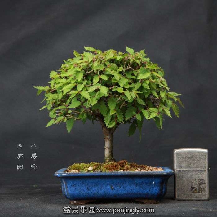 bonsai15042304.jpg