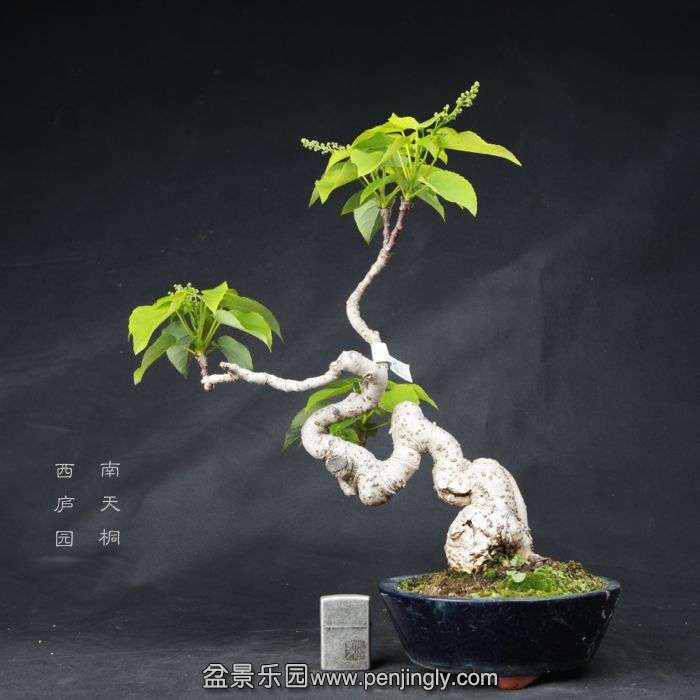 bonsai15042306.jpg