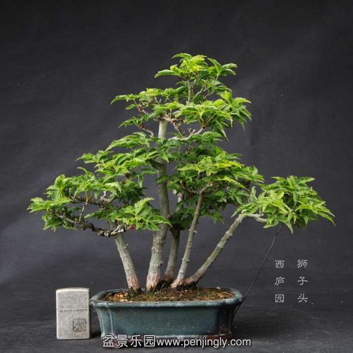 bonsai15042311.jpg