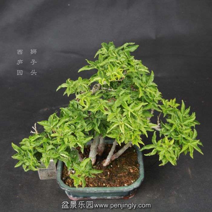 bonsai15042312.jpg