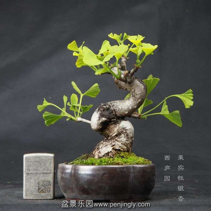 bonsai15042313.jpg