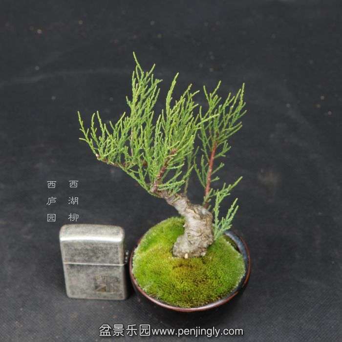 bonsai15042317.jpg