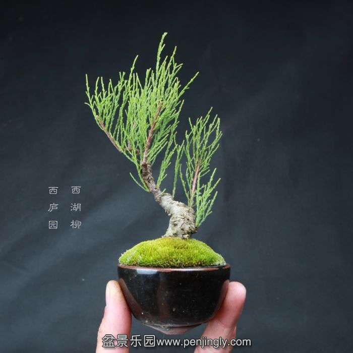 bonsai15042318.jpg