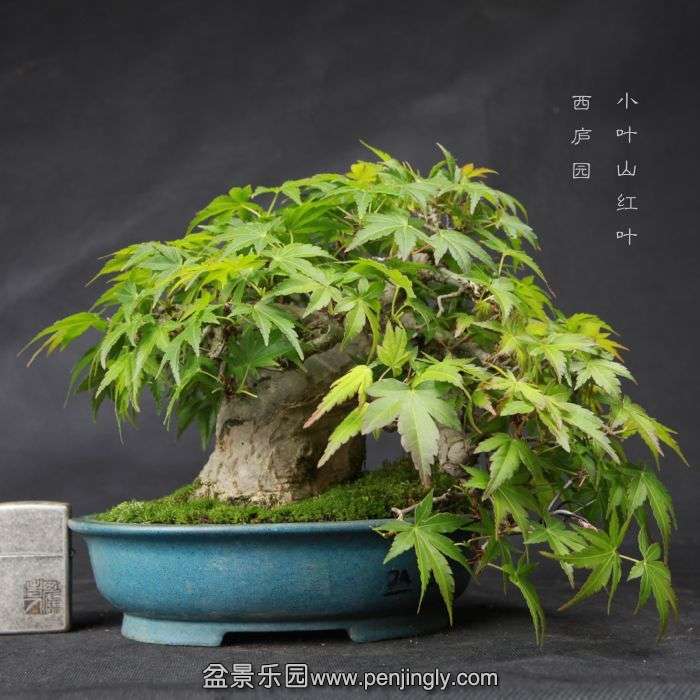 bonsai15042319.jpg