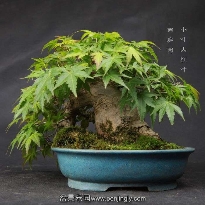 bonsai15042322.jpg