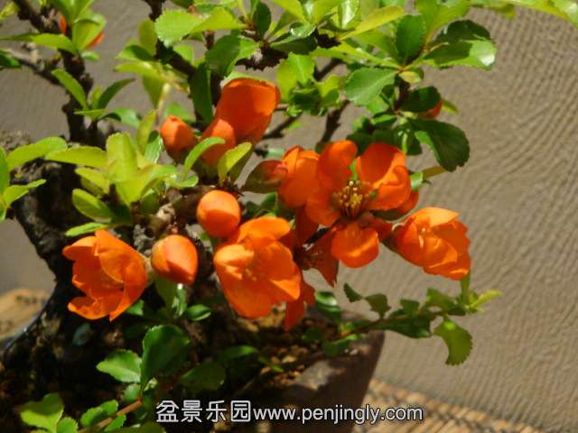 DSC00706.JPG