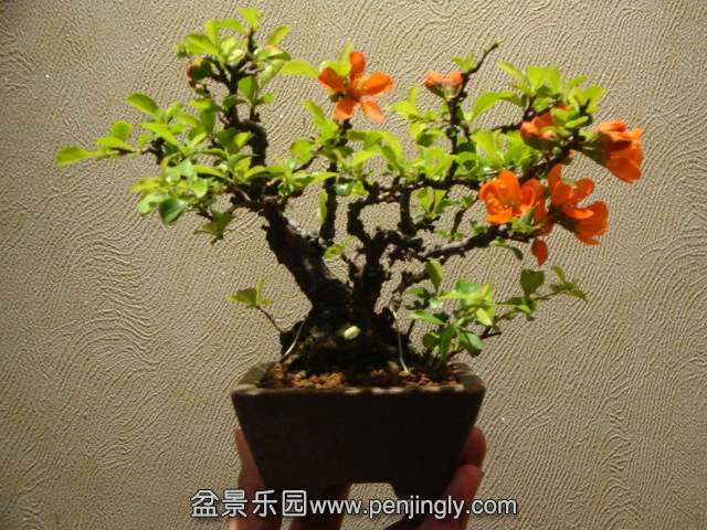 DSC00711.JPG