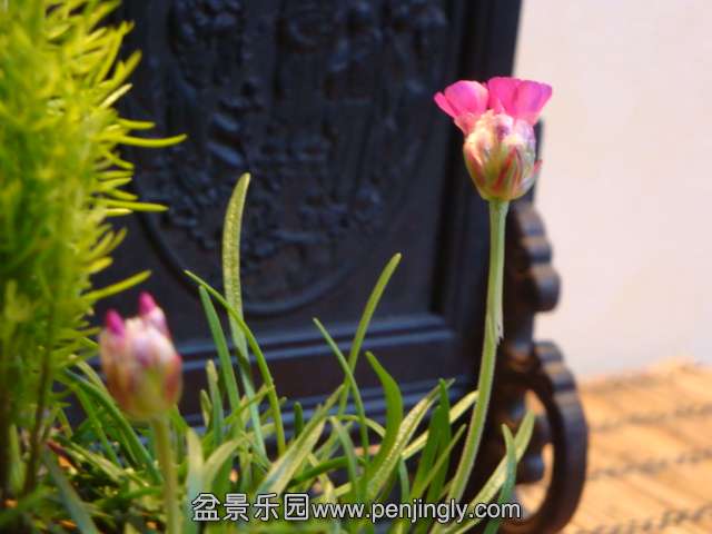 DSC00713.JPG