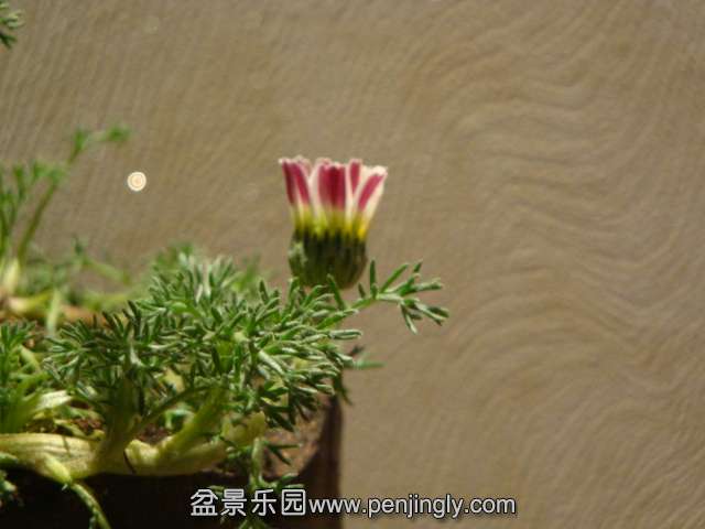 DSC00747.JPG