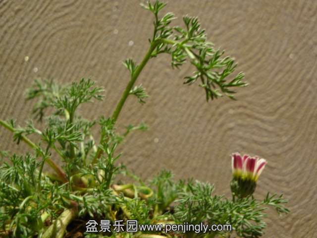DSC00748.JPG